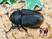 画像をギャラリービューアに読み込む, D.H.リッキー エクアドル Jondachi産 ペア（累代WF1 ♂136mm 2026/5 ♀Freemm 2026/4）
