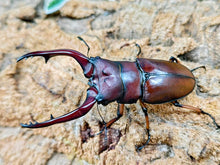 画像をギャラリービューアに読み込む, アスタコイデスノコギリクワガタ亜種pallidipennis インドネシア スマトラ島ベンクール産 ペア（累代WD ♂70mm ♀Freemm ）
