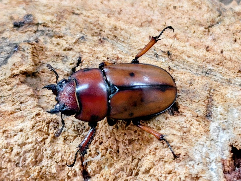 インドネシア　スマトラ　バタック族　薬入れ　ヴィンテージ　プリミティブ アスタコイデスノコギリクワガタ亜種pallidipennis インドネシア