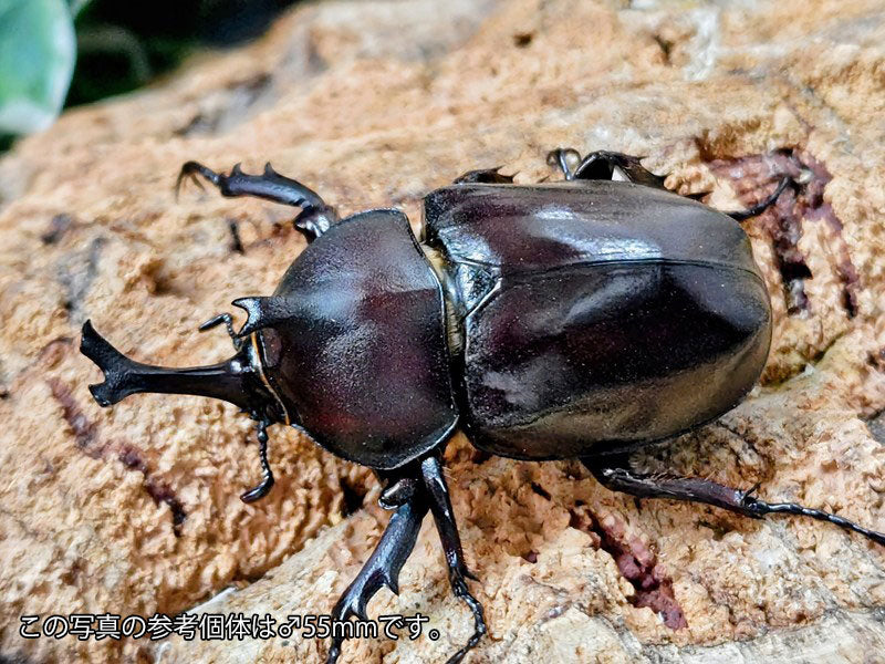 クメジマカブト – クワガタムシ・カブトムシ昆虫専門店COLORS