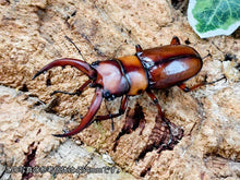 画像をギャラリービューアに読み込む, トカラノコギリクワガタ トカラ列島 悪石島産 ペア（累代CB ♂53mm 2026/7 ♀Freemm 2026/7）
