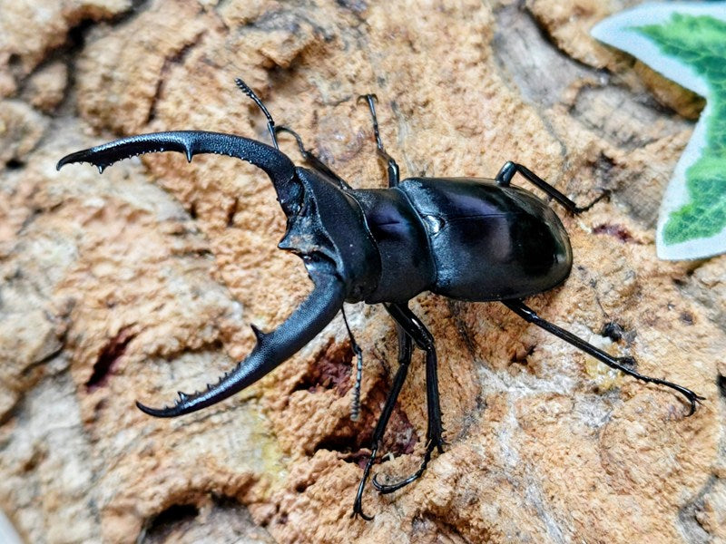 マンディブラリスフタマタクワガタ – クワガタムシ・カブトムシ昆虫