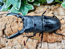 画像をギャラリービューアに読み込む, パラワンオオヒラタクワガタ フィリピン パラワン島ブルックスポイント産 ペア（累代大型血統CB ♂105mm 2026/7 ♀50mm 2026/3）
