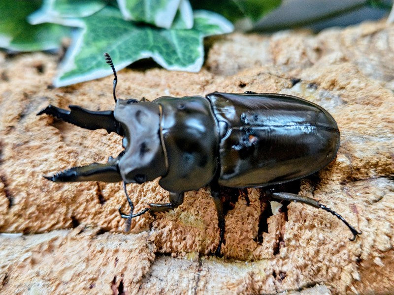 ババオウゴンオニ – クワガタムシ・カブトムシ昆虫専門店COLORS