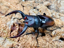 画像をギャラリービューアに読み込む, トカラノコギリクワガタ トカラ列島 口之島産 ペア（累代CB ♂61mm 2026/7 ♀Freemm 2026/7）
