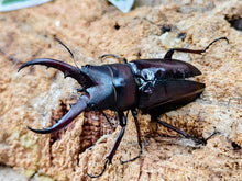 画像をギャラリービューアに読み込む, オキノエラブノコギリクワガタ 鹿児島県 沖永良部島知名町産 ペア（累代WF2 ♂BFree(翅パカ)mm 2026/6 ♀Freemm 2026/6）

