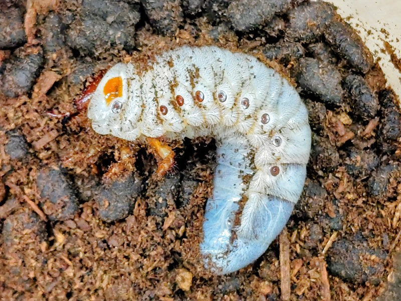 エレファスゾウカブト幼虫 – タグ 