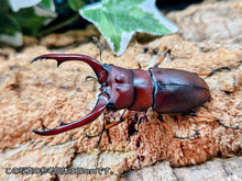 画像をギャラリービューアに読み込む, アスタコイデスノコギリクワガタ亜種pallidipennis インドネシア スマトラ島ベンクール産 ペア（累代WD ♂60Upmm ♀Freemm ）
