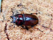 画像をギャラリービューアに読み込む, アスタコイデスノコギリクワガタ亜種pallidipennis インドネシア スマトラ島ベンクール産 ペア（累代WD ♂60Upmm ♀Freemm ）
