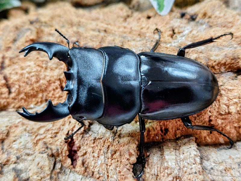 アルキデスヒラタクワガタ – クワガタムシ・カブトムシ昆虫専門店COLORS