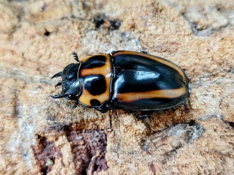 メンガタメリークワガタ カメルーン 産 ペア（累代CBF1 ♂52mm 2026/4