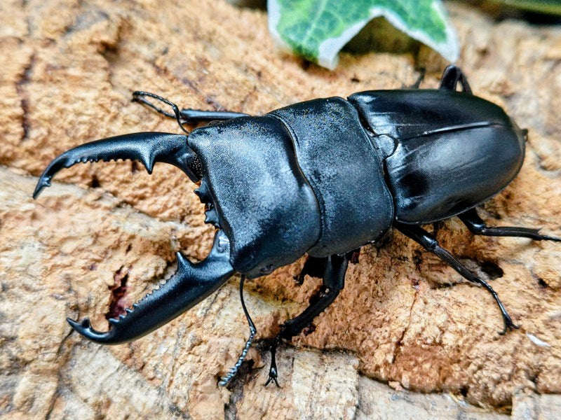 パラワンオオヒラタクワガタ – クワガタムシ・カブトムシ昆虫専門店COLORS