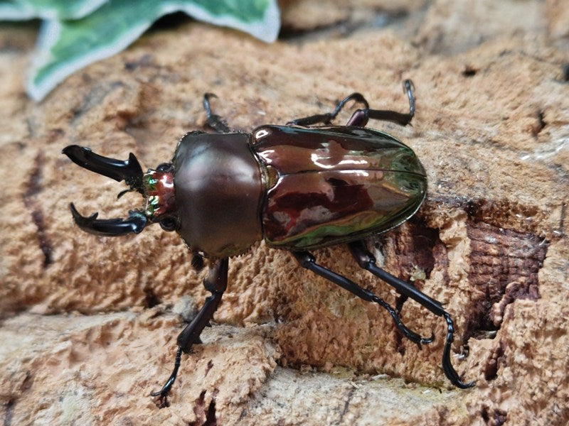 ニジイロクワガタ(ブラック血統) – クワガタムシ・カブトムシ昆虫専門