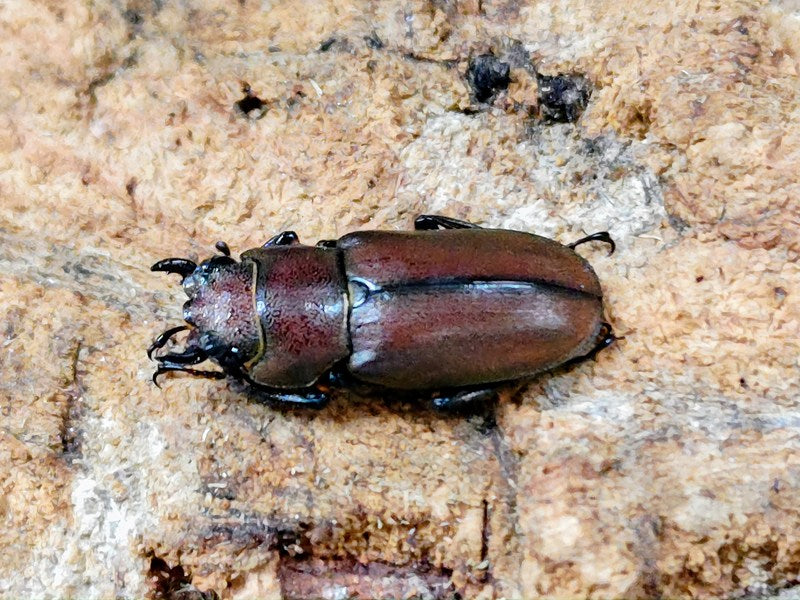 メタリフェルホソアカクワガタ(原名亜種) インドネシア スラウェシ島