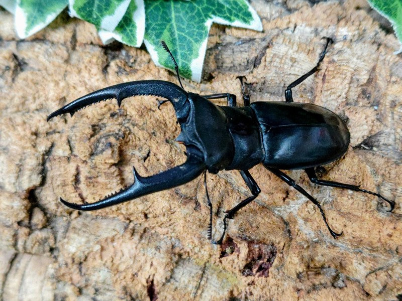 新入荷商品 – クワガタムシ・カブトムシ昆虫専門店COLORS