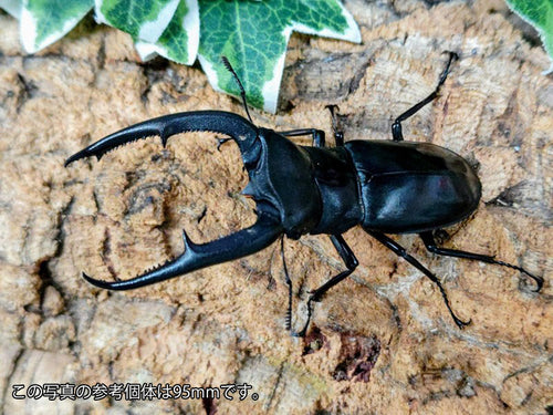 新入荷商品 – クワガタムシ・カブトムシ昆虫専門店COLORS