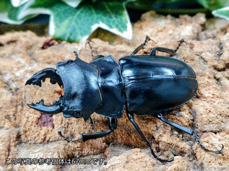 新入荷商品 – クワガタムシ・カブトムシ昆虫専門店COLORS