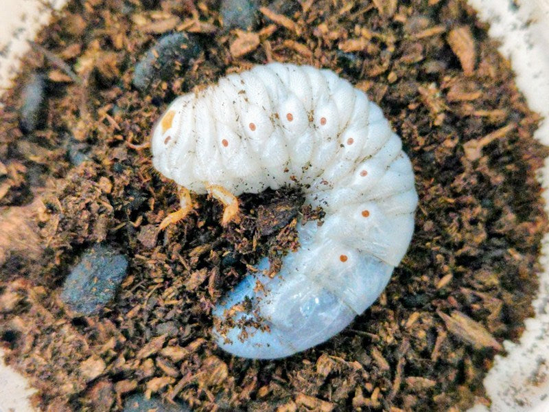新入荷商品 – クワガタムシ・カブトムシ昆虫専門店COLORS