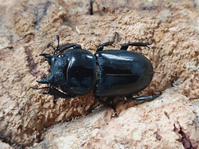 本土ヒラタクワガタ 兵庫県 姫路市安富町産 ペア（累代WF2 ♂48mm 2026