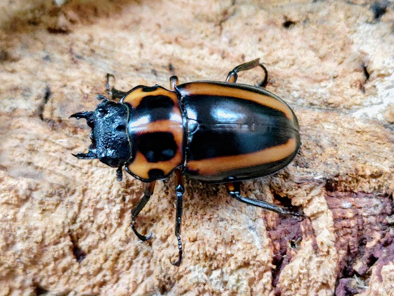 メンガタメリークワガタ カメルーン 産 ペア（累代WF2 ♂50mm 2026/8