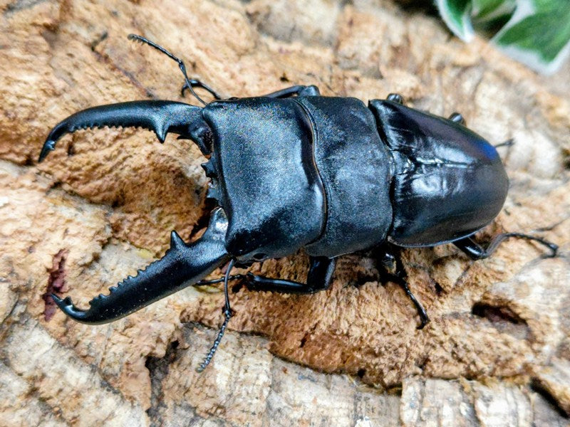 パラワンオオヒラタクワガタ – クワガタムシ・カブトムシ昆虫専門店COLORS