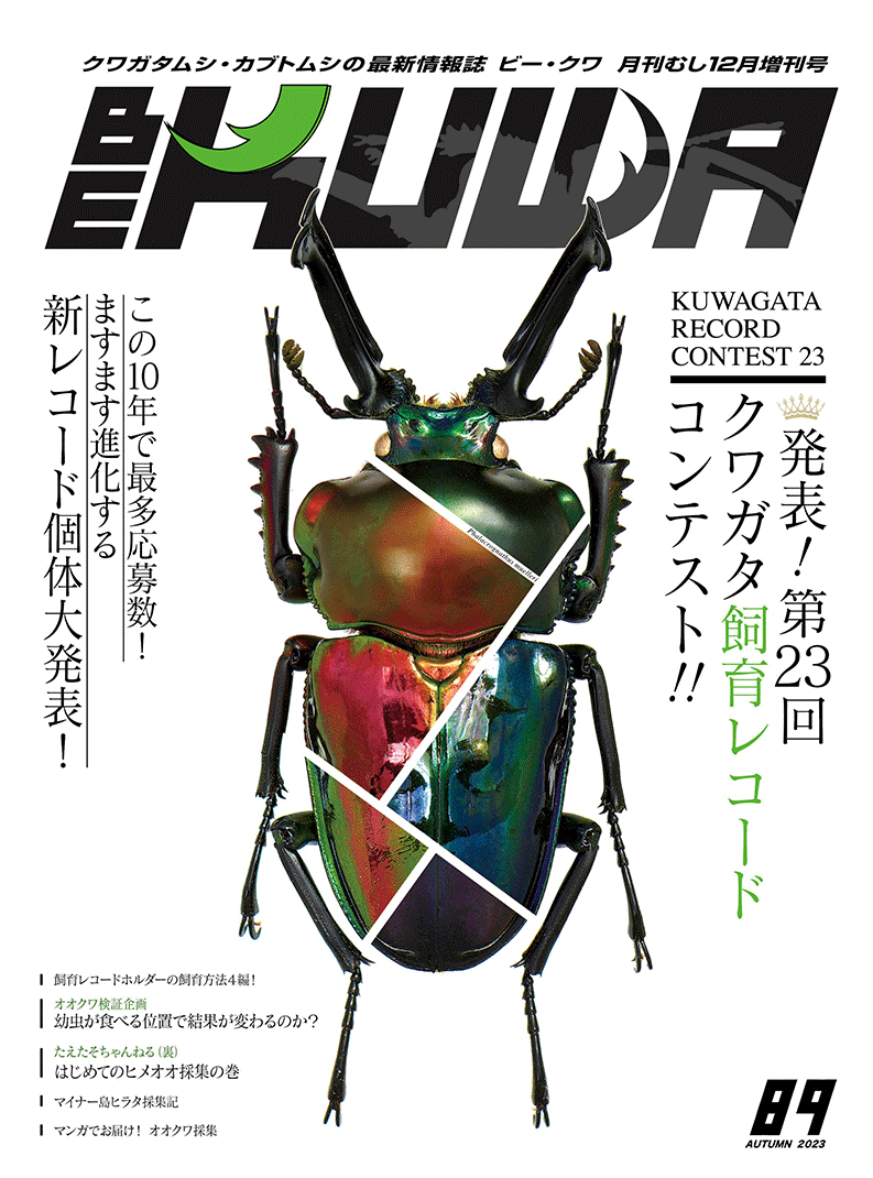 クワガタマガジン まとめ売り くわがた クワガタマガジン まとめ売り くわがた