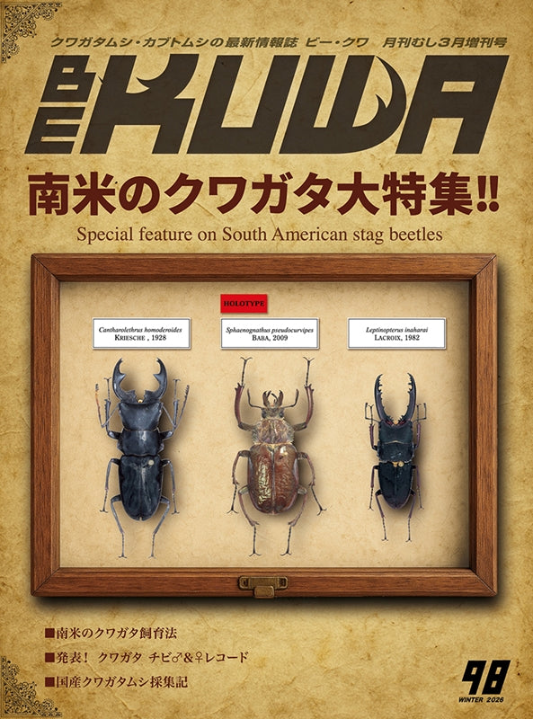 BE-KUWA No.98 – クワガタムシ・カブトムシ昆虫専門店COLORS