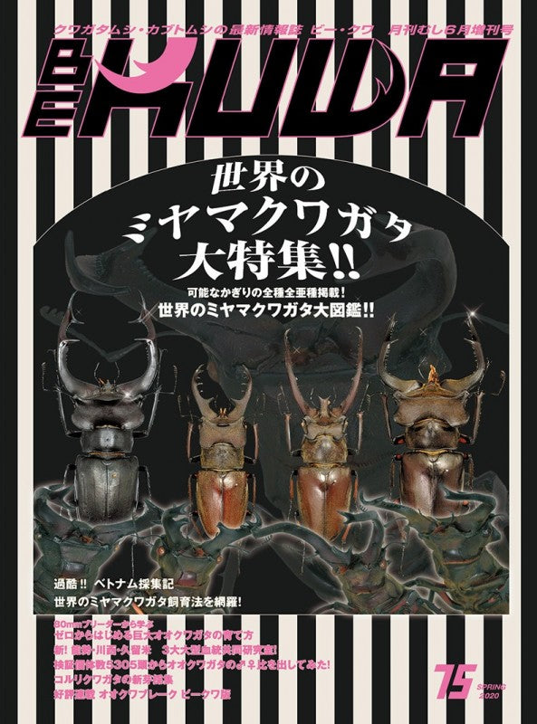 BE-KUWA No.75 – クワガタムシ・カブトムシ昆虫専門店COLORS