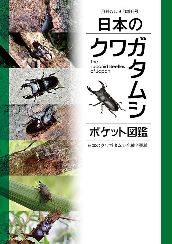 日本のクワガタムシ【ポケット図鑑】 – クワガタムシ・カブトムシ昆虫