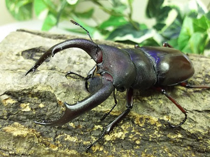メルキオリティスフタマタクワガタ 標本 メルキオリティスフタマタクワガタ – クワガタムシ・カブトムシ