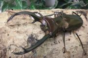 エラフスホソアカクワガタ幼虫 インドネシア　スマトラ島