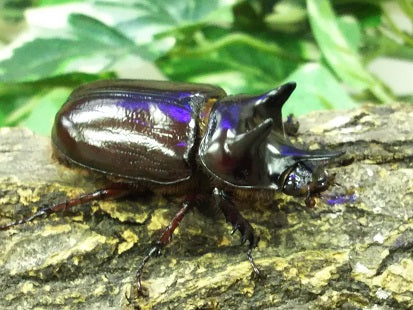 スリナムミツノカブト – クワガタムシ・カブトムシ昆虫専門店COLORS