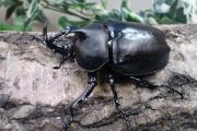 ハードウッケイゴホンヅノカブト幼虫 ミャンマー カチン