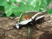 シロヘリオオツノカナブン幼虫 タンザニア