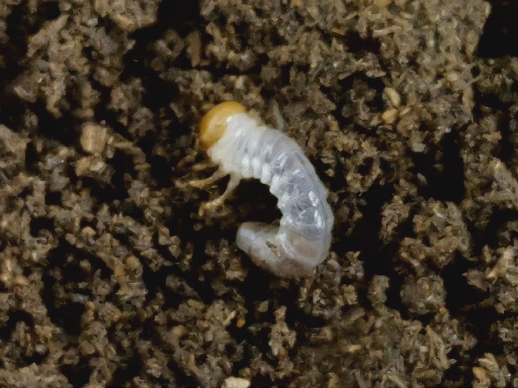 ボーリンフタマタクワガタ(亜種バミノルム)幼虫インドアルナーチャルプラディッシュ州ローワー・スバンジリ産
