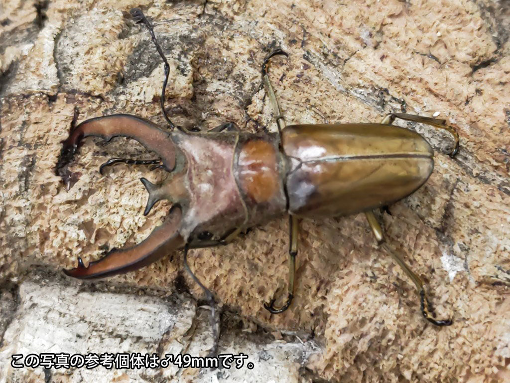 ルニフェルホソアカクワガタ – クワガタムシ・カブトムシ昆虫専門店COLORS