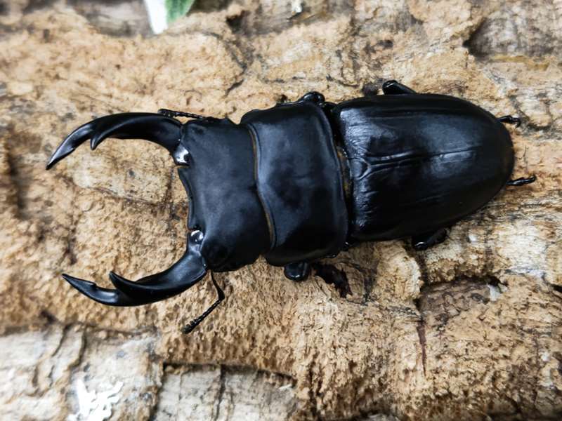 国産オオクワガタ(福岡県産) – クワガタムシ・カブトムシ昆虫専門店COLORS