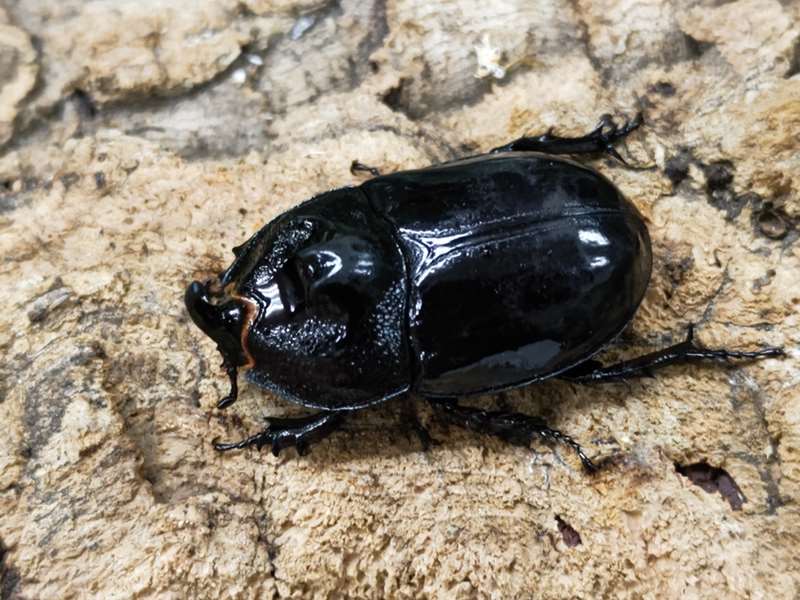 オオツノメンガタカブト インドネシア カリマンタン産 ペア（累代WD ♂38mm ♀34mm ） – クワガタムシ・カブトムシ昆虫専門店COLORS