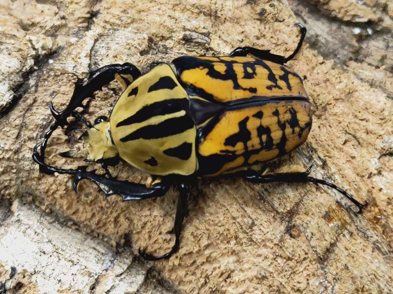 オベルチュールクワガタモドキ 65mm up 標本 IMG_5817-300x300.jpg