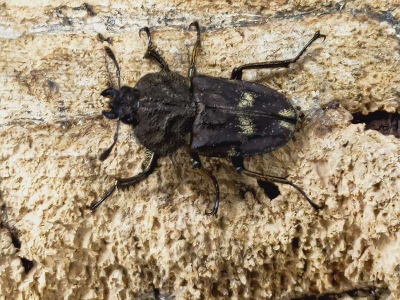 リンデンコフキクワガタ ブラジル パラナ州Curitiba産 ペア＋♀トリオ
