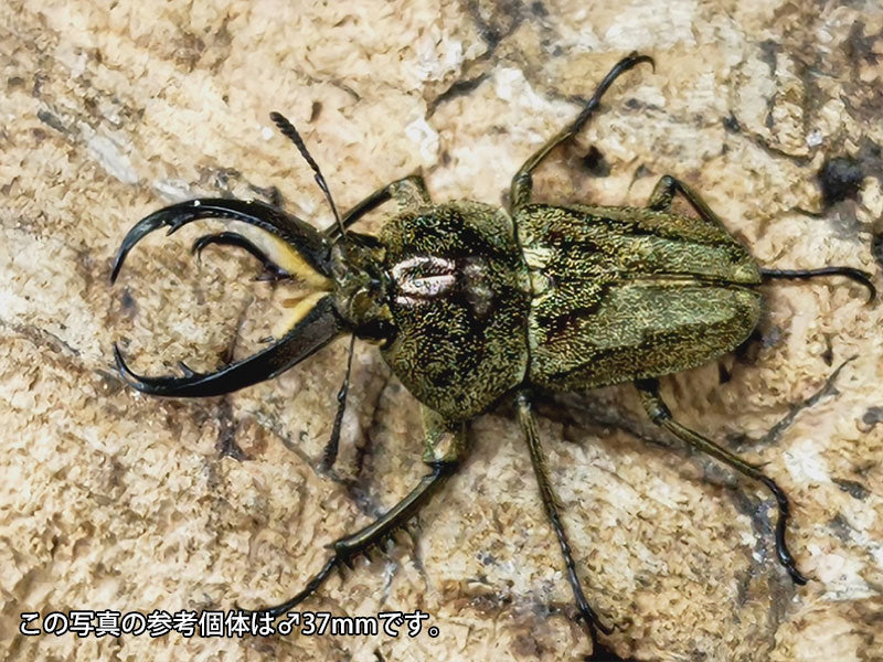 リンデンコフキクワガタ – クワガタムシ・カブトムシ昆虫専門店COLORS