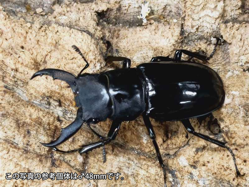 ダビソンフタマタクワガタ 標本 <1215z昆虫標本>（標本展示8