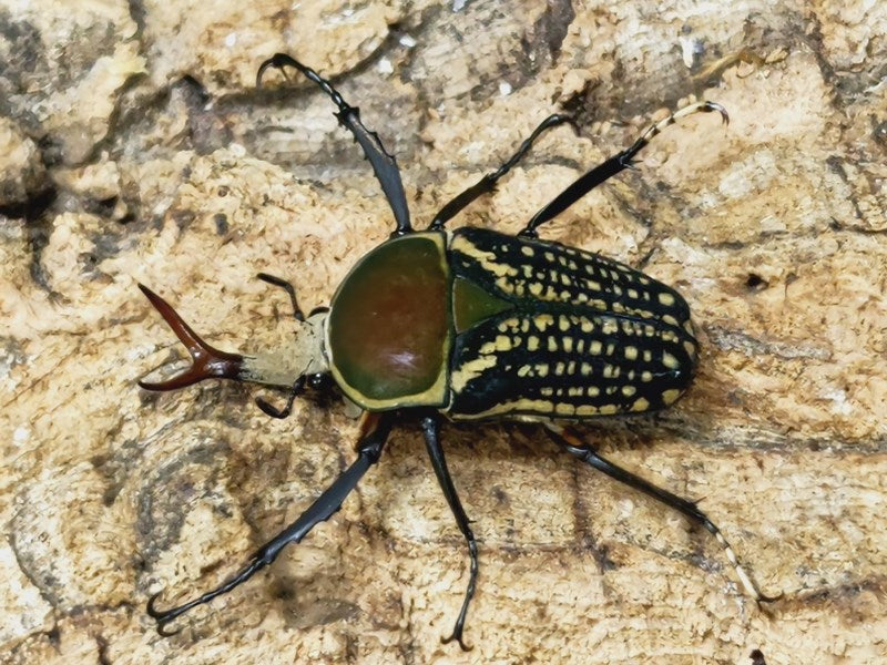 ハリシサスマタカナブン ♂♂♀♀2ペア 新成虫 カナブン ハナムグリ 