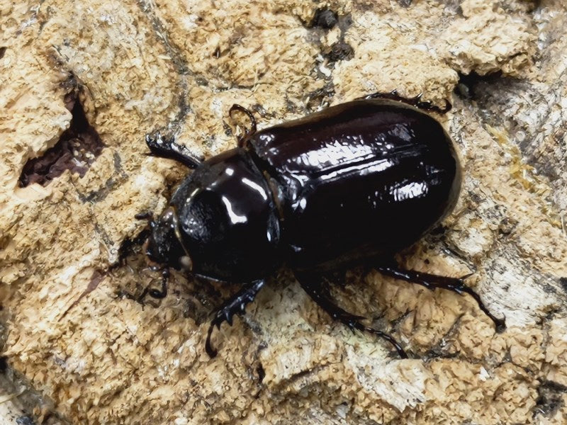 【小型カブト】【ホワイトアイ】スリナムミツノカブト①　ペア　クワガタ　カブトムシ スリナムミツノカブト エクアドル ナポ州コサンガ産 ペア（累代