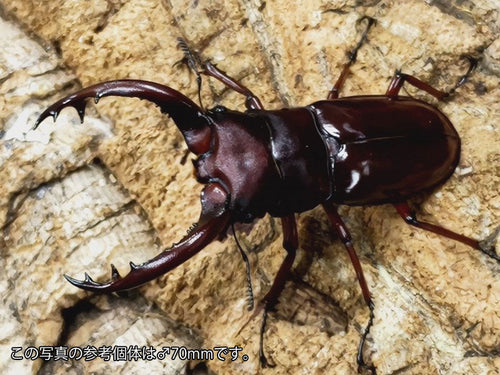 フォルスターフタマタクワガタ亜種ニシ – クワガタムシ・カブトムシ昆虫専門店COLORS