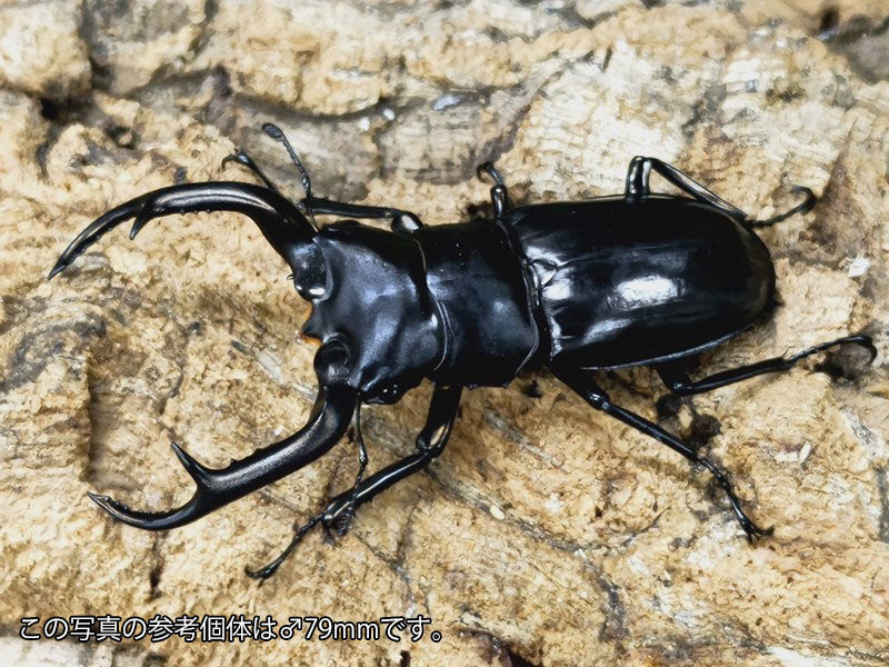 ウエストウッディオオシカクワガタ(亜種カズミアエ) – タグ シカクワガタ– クワガタムシ・カブトムシ昆虫専門店COLORS