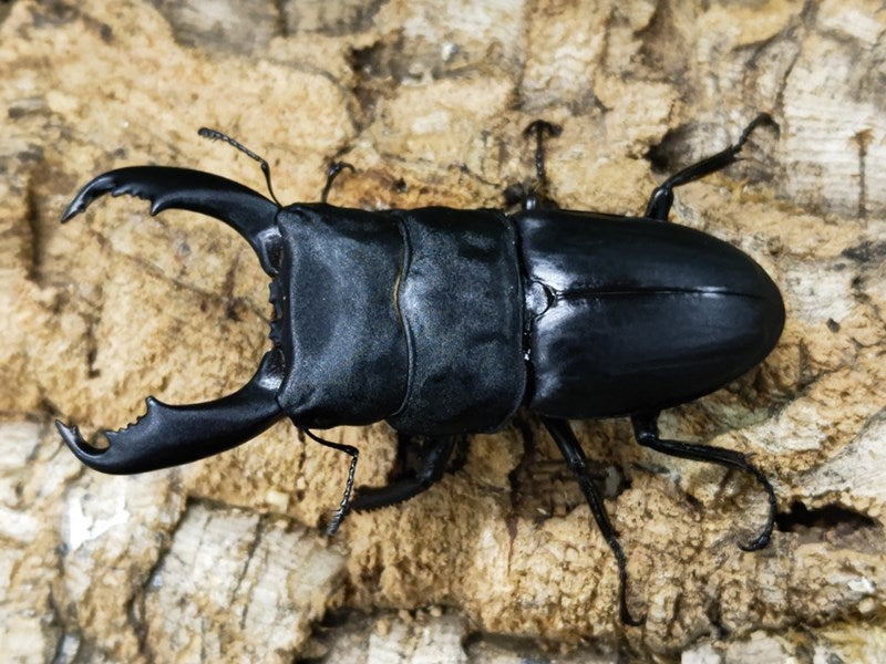 スラウェシオオヒラタクワガタ(セレベスオオヒラタクワガタ) – クワガタムシ・カブトムシ昆虫専門店COLORS