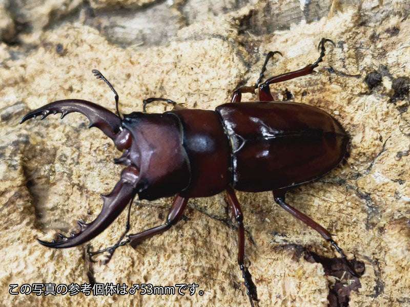 トクノシマノコギリクワガタ – クワガタムシ・カブトムシ昆虫専門店COLORS