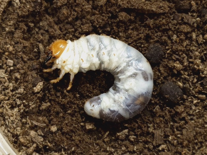 ツノボソオオクワガタ原名亜種幼虫 ラオス サムヌア産