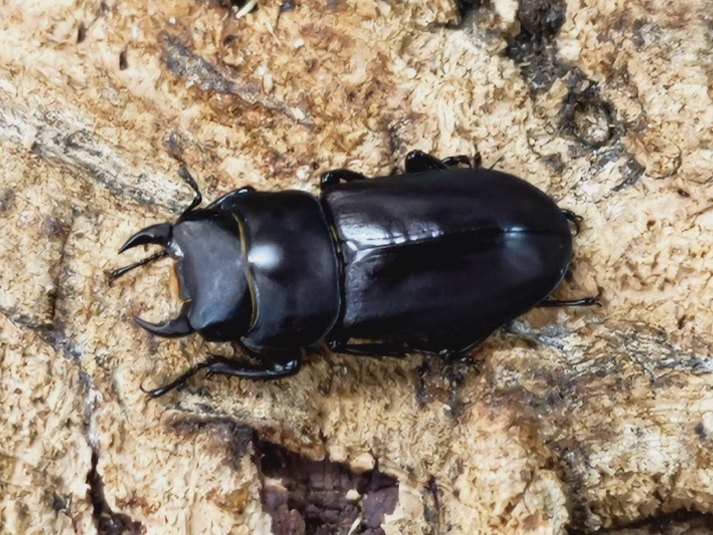 スツラリスオオクワガタ – クワガタムシ・カブトムシ昆虫専門店COLORS